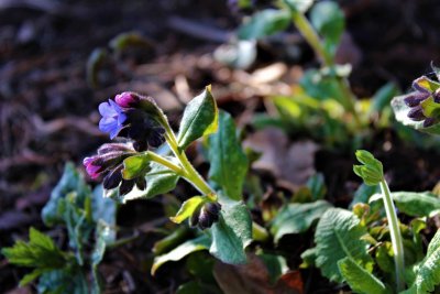 Pulmonaria sacharata 'Fruhlingshimmel'- plicník skvrnitý